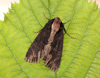 73.105 BF2301 Bird's Wing Dypterygia scabriuscula