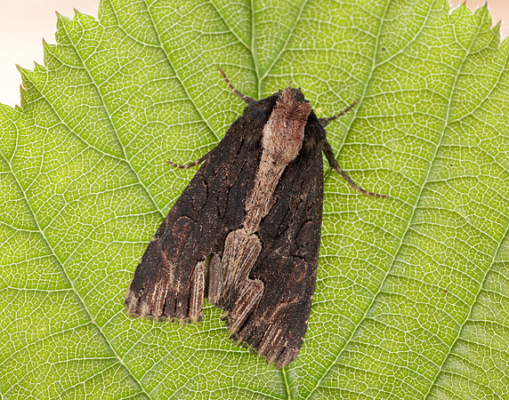 73.105 BF2301 Bird's Wing Dypterygia scabriuscula