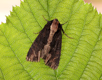 73.105 BF2301 Bird's Wing Dypterygia scabriuscula