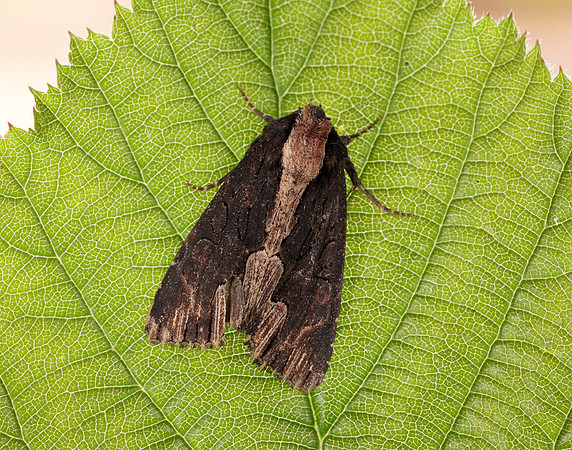 73.105 BF2301 Bird's Wing Dypterygia scabriuscula