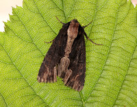 73.105 BF2301 Bird's Wing Dypterygia scabriuscula