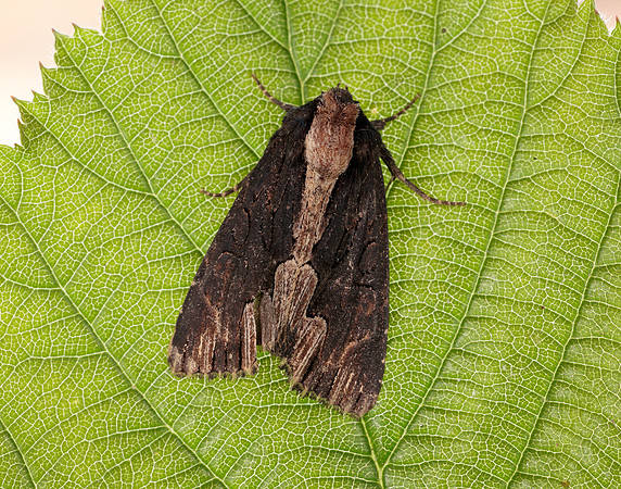 73.105 BF2301 Bird's Wing Dypterygia scabriuscula