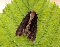 73.105 BF2301 Bird's Wing Dypterygia scabriuscula