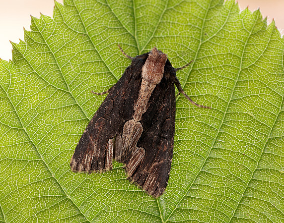 73.105 BF2301 Bird's Wing Dypterygia scabriuscula