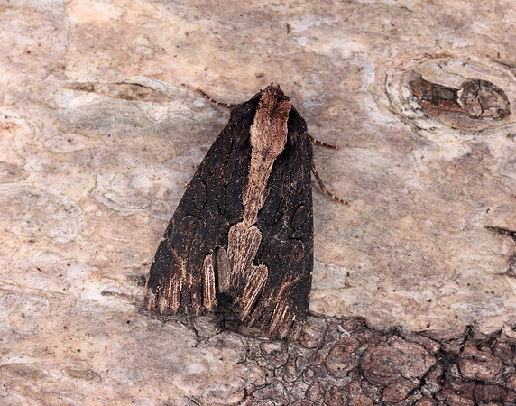 73.105 BF2301 Bird's Wing Dypterygia scabriuscula