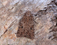 73.255 BF2145 Nutmeg Anarta trifolii