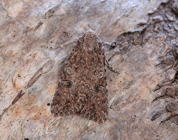 73.255 BF2145  Nutmeg Anarta trifolii