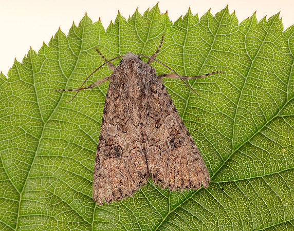 73.255 BF2145  Nutmeg Anarta trifolii