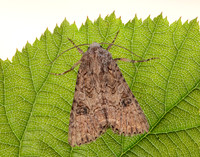 73.255 BF2145 Nutmeg Anarta trifolii