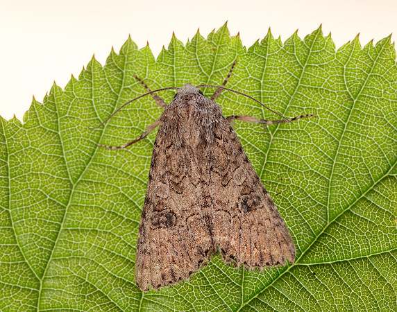 73.255 BF2145  Nutmeg Anarta trifolii