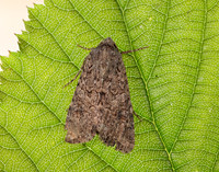 73.255 BF2145 Nutmeg Anarta trifolii