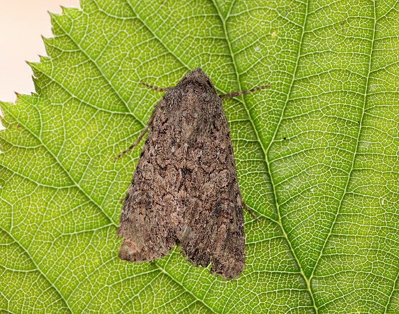 73.255 BF2145  Nutmeg Anarta trifolii