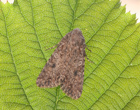 73.255 BF2145 Nutmeg Anarta trifolii