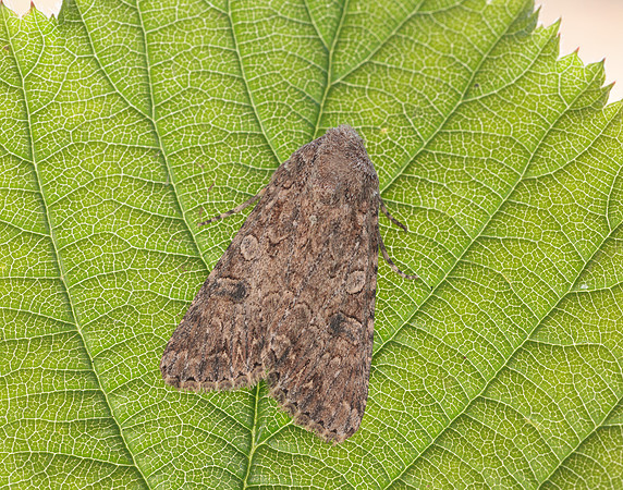 73.255 BF2145  Nutmeg Anarta trifolii