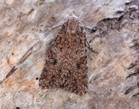 73.255 BF2145 Nutmeg Anarta trifolii