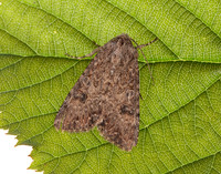 73.255 BF2145 Nutmeg Anarta trifolii