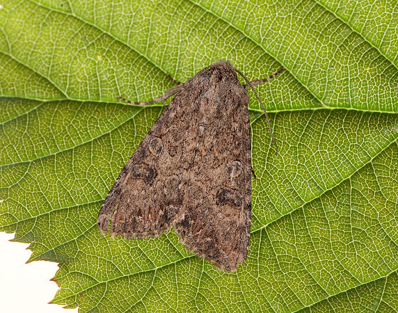 73.255 BF2145  Nutmeg Anarta trifolii
