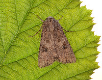 73.255 BF2145 Nutmeg Anarta trifolii