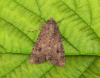 73.255 BF2145 Nutmeg Anarta trifolii