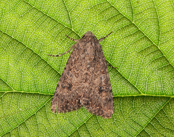 73.255 BF2145  Nutmeg Anarta trifolii