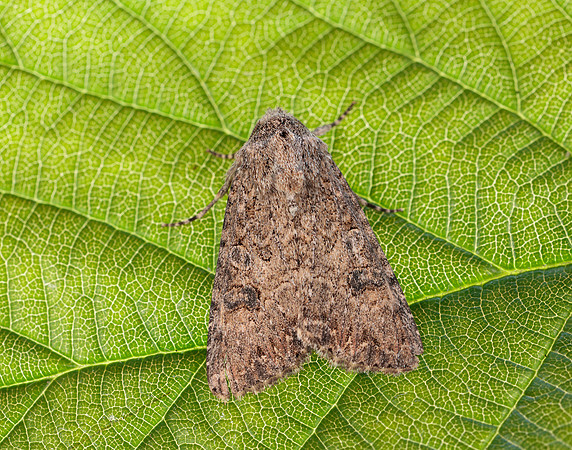 73.255 BF2145  Nutmeg Anarta trifolii