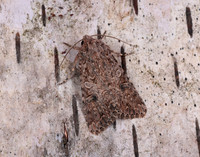 73.255 BF2145 Nutmeg Anarta trifolii