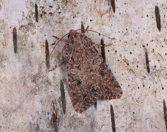 73.255 BF2145  Nutmeg Anarta trifolii