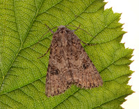 73.255 BF2145 Nutmeg Anarta trifolii