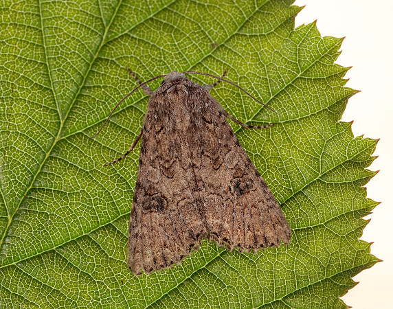 73.255 BF2145  Nutmeg Anarta trifolii