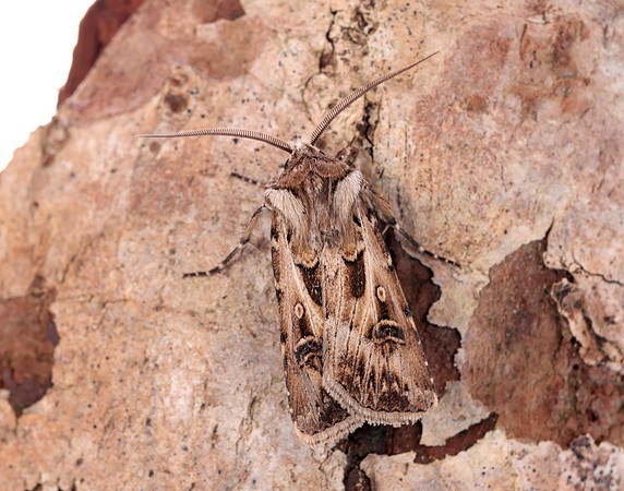 73.322 BF2085 Archer's Dart Agrotis vestigialis