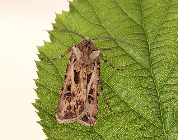 73.322 BF2085 Archer's Dart Agrotis vestigialis