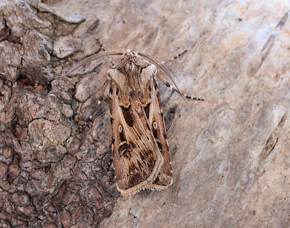 73.322 BF2085 Archer's Dart Agrotis vestigialis