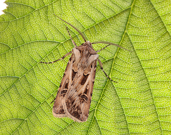 73.322 BF2085 Archer's Dart Agrotis vestigialis