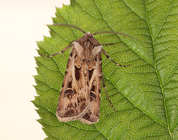 73.322 BF2085 Archer's Dart Agrotis vestigialis
