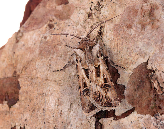 73.322 BF2085 Archer's Dart Agrotis vestigialis