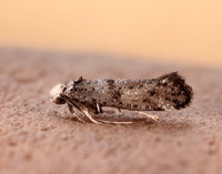 16.020 BF441 Paraswammerdamia nebulella