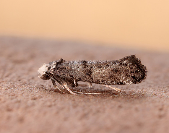16.020 BF441 Paraswammerdamia nebulella