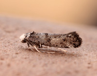 16.020 BF441 Paraswammerdamia nebulella