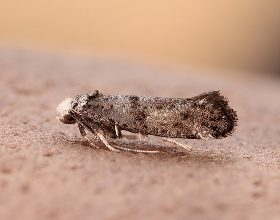 16.020 BF441 Paraswammerdamia nebulella