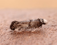16.020 BF441 Paraswammerdamia nebulella