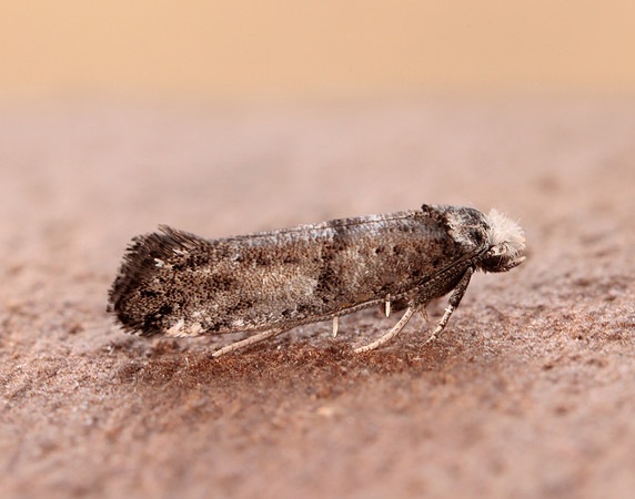 16.020 BF441 Paraswammerdamia nebulella