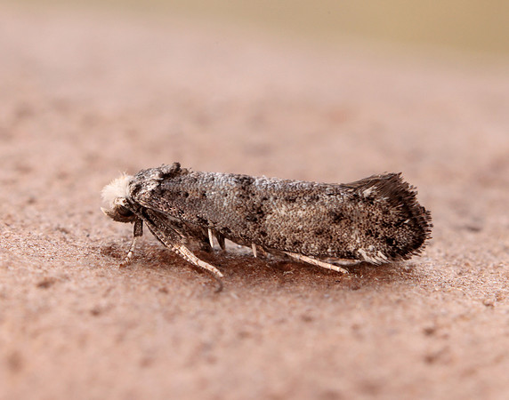 16.020 BF441 Paraswammerdamia nebulella