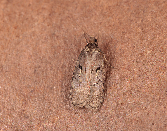 32.010 BF710 Agonopterix conterminella