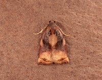 49.013 BF977 Large Fruit-tree Tortrix Archips podana