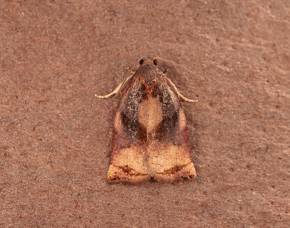 49.013 BF977 Large Fruit-tree Tortrix Archips podana