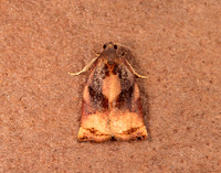 49.013 BF977 Large Fruit-tree Tortrix Archips podana