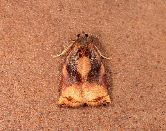 49.013 BF977 Large Fruit-tree Tortrix Archips podana