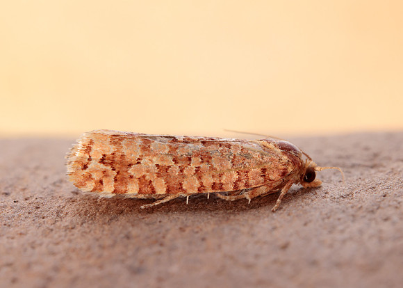49.040 BF1001 Lozotaeniodes formosana