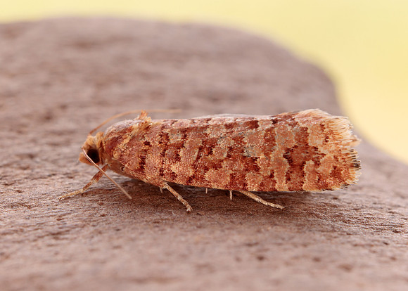 49.040 BF1001 Lozotaeniodes formosana