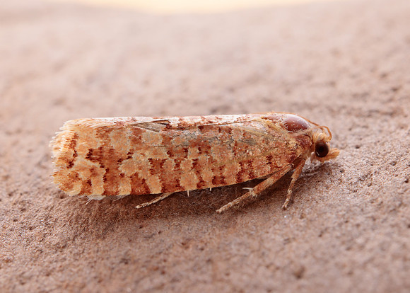 49.040 BF1001 Lozotaeniodes formosana